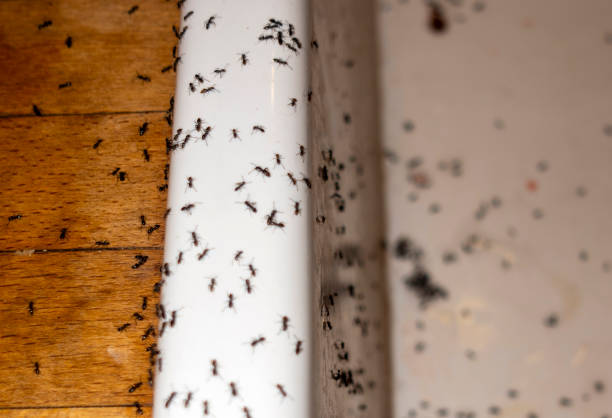 Best Mosquito Control Services  in Sloan, IA