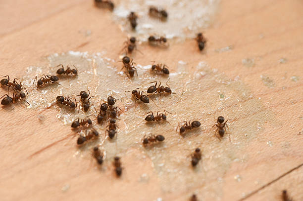 Best Local Pest Control Services  in Sloan, IA